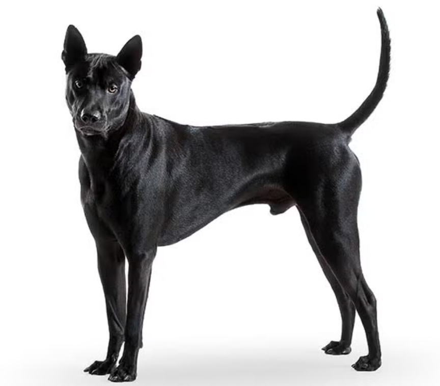 Thai Ridgeback